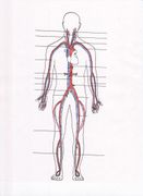 Module VI, Part B The Blood Module VI, Part B The Blood