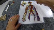 Movement and Communication Part 7: Superficial Muscles and Veins 