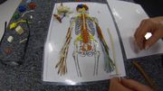 Movement & Communication Part 4:  Spinal Nerves and Plexus