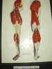 Power Muscles of the Hip, Knee, and Ankle ACTIVITY