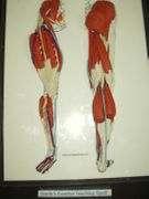 Power Muscles of the Hip, Knee, and Ankle ACTIVITY Power Muscles of the Hip, Knee, and Ankle ACTIVITY