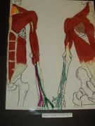 Hands-On Body Systems ACTIVITY: Upper Body Power Muscles for Sports Medicine, Anatomy, & HST