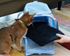 Heys Pet Carrier