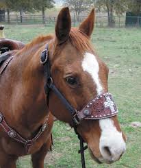 Bronc and Design Halters