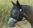 Cashel Quiet Ride Fly Mask Standard w/ Ears