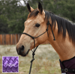 Classic Equine Premium Rope Halter