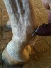 Clippers & Blades for Equine, Livestock  and Pets