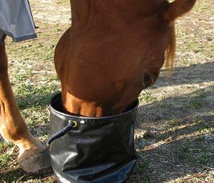 Collapsible Water Pail 