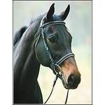 HDR Pro Dressage Bridle 