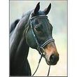 HDR Pro Dressage Bridle 