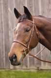 Henri De Rivel Advantage Plain Raised Snaffle Bridle with Laced Reins