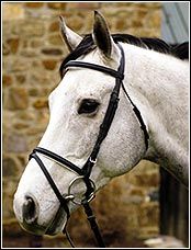 Henri De Rivel Padded Dressage Bridle with Flash And Web Reins