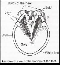 Hoof Care Hoof Care