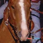 Shoulder Holder Barrel Bit