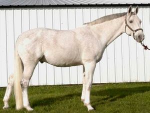 TROPHY TAILS 1 POUND HUNTER TAIL