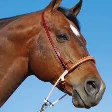 Western Nosebands and Tie-Downs
