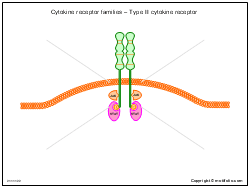 Cytokine receptor families Type II cytokine receptor Illustrations