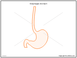 Esophagus stomach