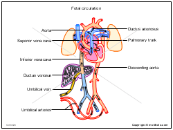 Fetal circulation