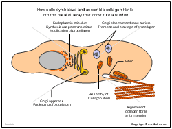 How cells synthesize and assemble collagen fibrils into the parallel array that constitute a tendon