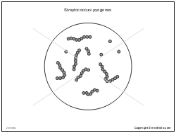 Streptococcus pyogenes Illustrations