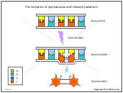 The formation of spontaneous and induced mutations