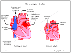 The heart cycle - Diastole Illustrations