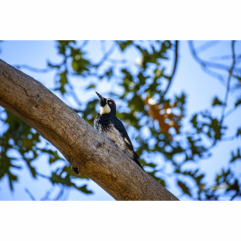 Acorn Woodpecker