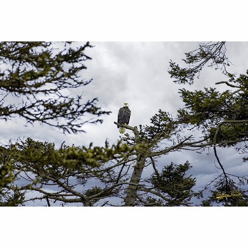 Eagle Watch