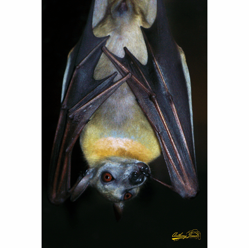 Fruit Bat