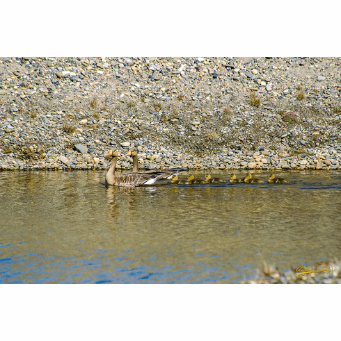 Greater-White-Fronted-Geese-and-Goslings