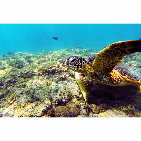 Honu Hug
