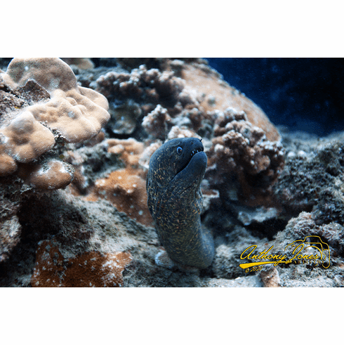 Moray Eel Maui