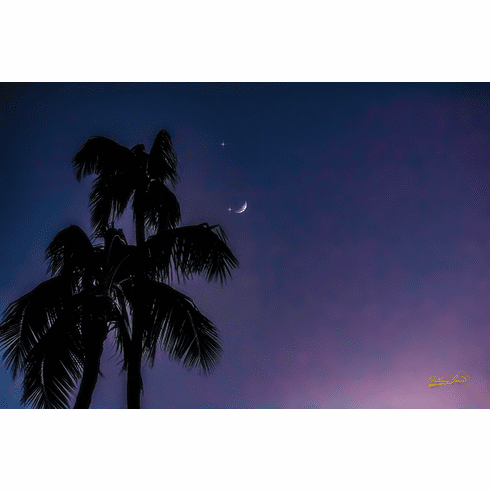 Palms Stars and Moon