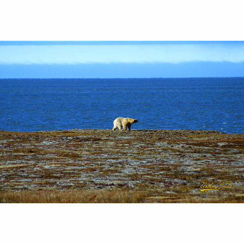 Polar Bear