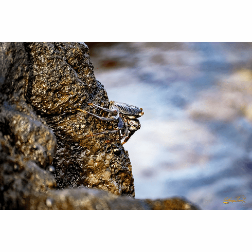 Rock Crab