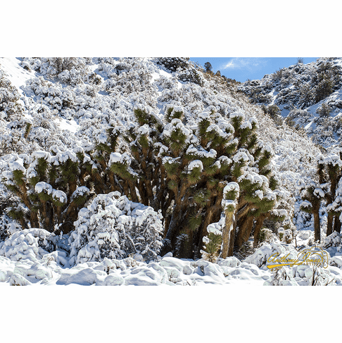 Snowy Joshua Tree