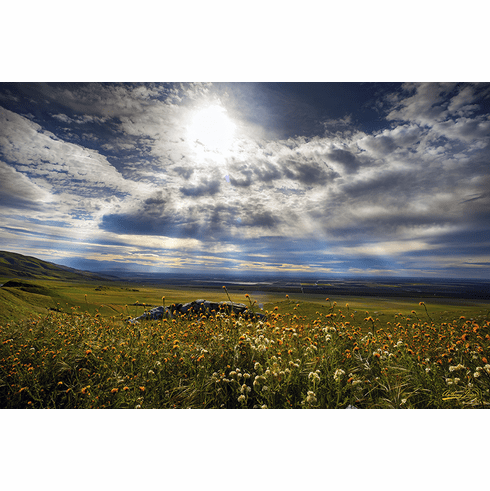 Tejon in Bloom