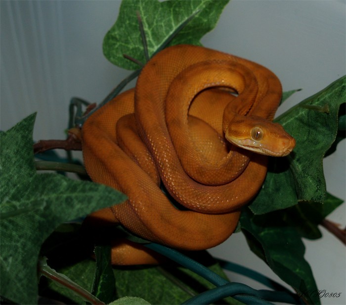 Amazon Tree Halloween Phase Baby Boa Corallus