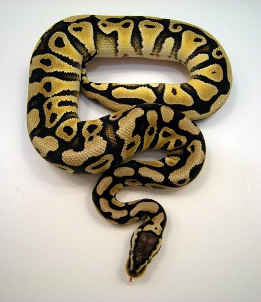 FreshMarine.com - Ball Pastel Python - Python regius - Buy Ball Pastel ...