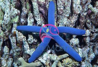Blue Linckia Sea Star - Linckia laevigata - Blue Linkia