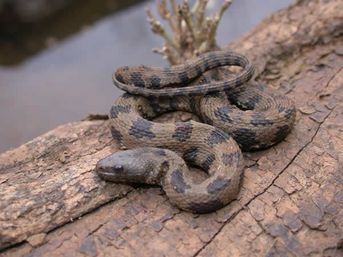 Brown Water Snake - Nerodia taxispilota