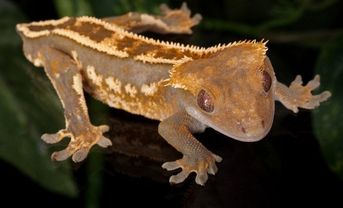 Crested Gecko - Rhacodactylus ciliatus - Eyelash Gecko