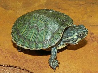 Cumberland Sliders - Trachemys scripta troostii