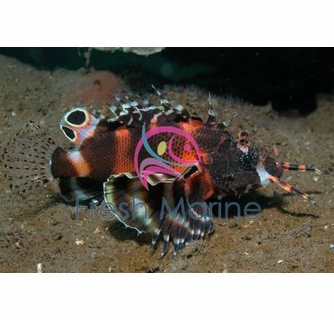 FreshMarine.com - Fu Manchu Lionfish - Dendrochirus