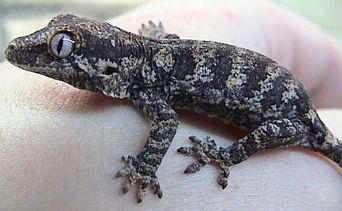 Gargoyle Marbled and Striped Gecko - Rhacodactylus auriculatus - Gargoyle Geckos