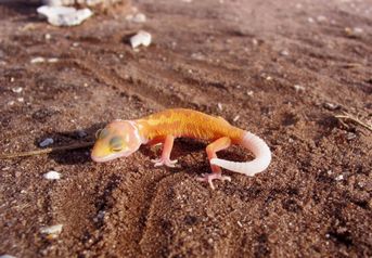 Leopard Leucistic Babies Gecko - Eublepharis macularius