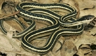 Ribbon Snake - Thamnophis sauritus sauritus