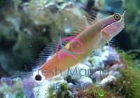 Tail Spot Blenny - Ecsenius stigmatura - Tailspot Blenny