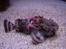 Toadfish - Opsanus beta - Toadfish